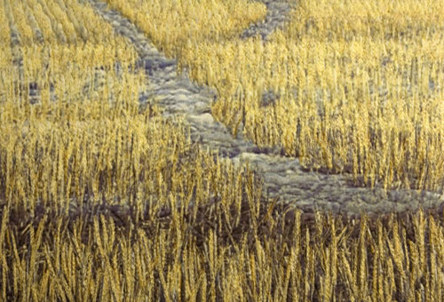 Canola Stubble detail