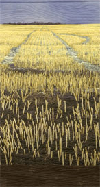 Canola Stubble