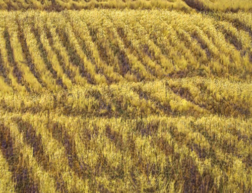 Turned Land detail