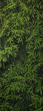 Cedar Hedge