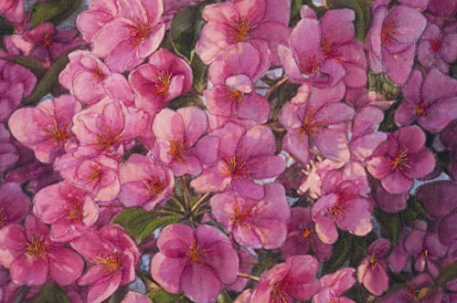 Flowering Oranamental Crabapple Tree detail