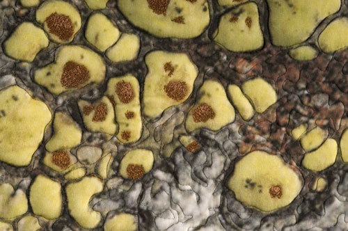 LICHEN, Rock By The Ocean  detail