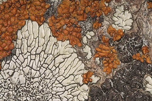 LICHEN, From Tree Bark on the Prairies detail