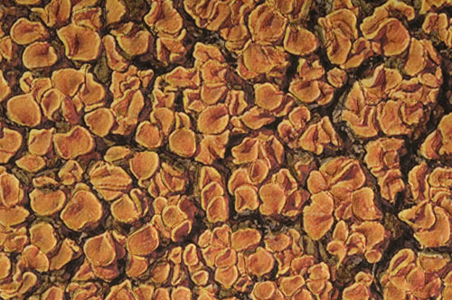LICHEN, From a Tomb Stone detail