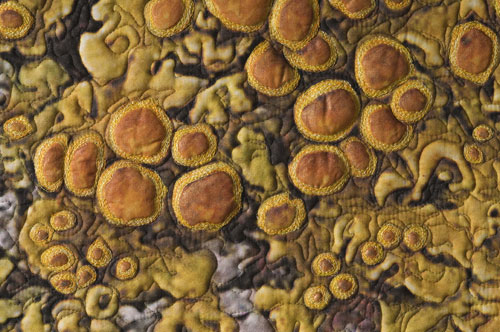 LICHEN, From Tree Bark on the Prairies detail