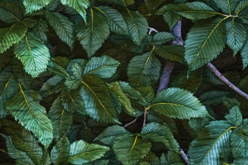 American Elm - detail