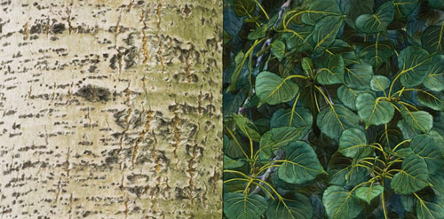 Poplar 