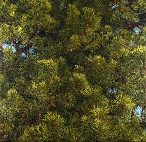 Scots Pine